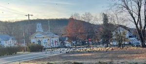 A large group of birds flying to the left, passing by the center of town